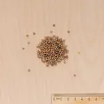 Potagères - Radis de 18 Jours avec graines de Radis Expo HF1 offertes - MEDIA_3D